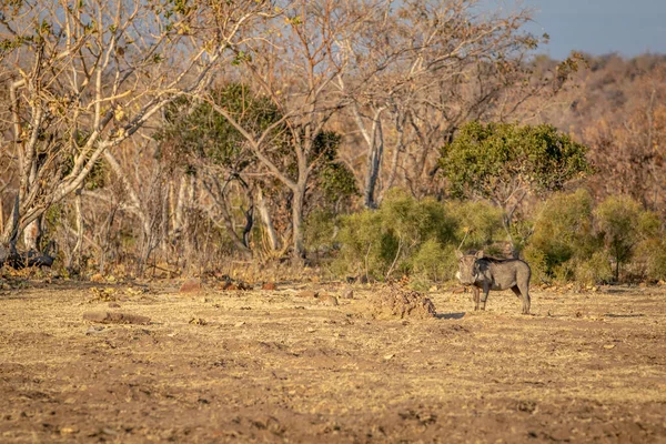 Grande macho Warthog de pé na grama . — Fotografia de Stock
