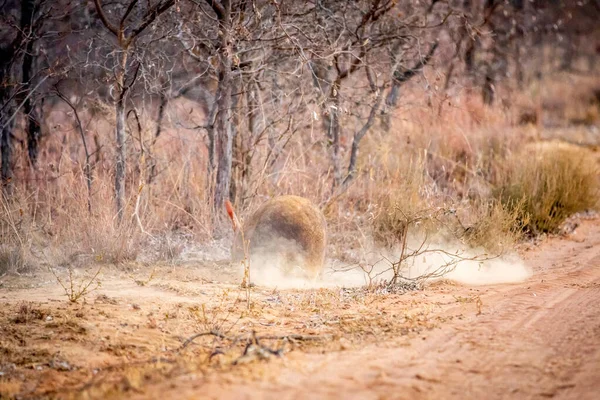 Aardvark op zoek naar mieren in de bush. — Stockfoto