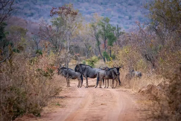 Синій антилоп стоїть на дорозі . — стокове фото