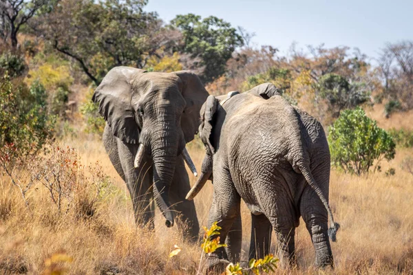Dwa duże słonie płci męskiej gra. — Zdjęcie stockowe