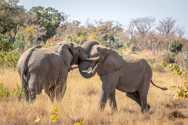 Zwei große männliche Elefanten spielen. — Stockfoto