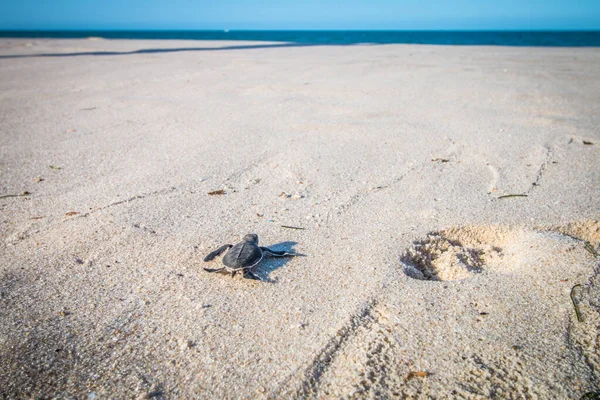 Tortuga marina verde eclosionando en la playa . — Foto de Stock