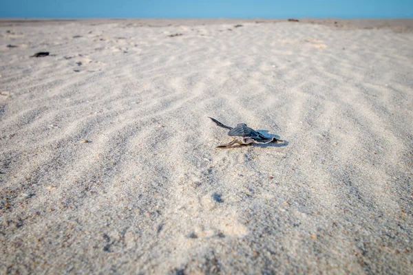 在海滩上孵出的绿海龟. — 图库照片