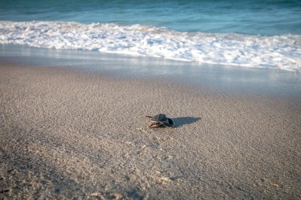 Green sea turtle hatchling on the beach. — Stock Photo, Image