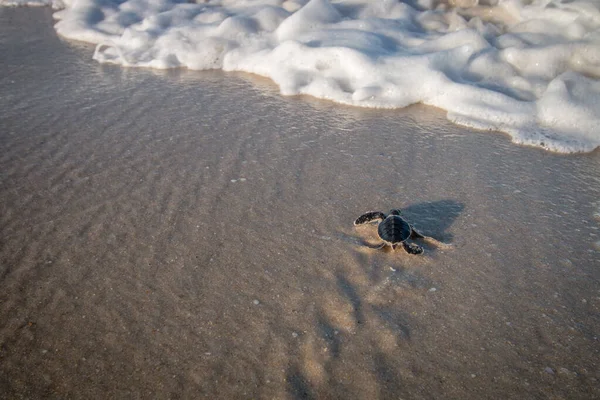Tortuga marina verde eclosionando en la playa . — Foto de Stock