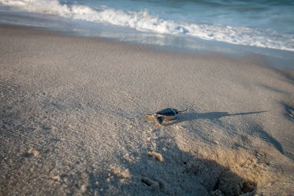 해변에서 부화하는 푸른 바다거북. — 스톡 사진