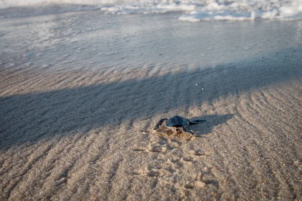 해변에서 부화하는 푸른 바다거북. — 스톡 사진