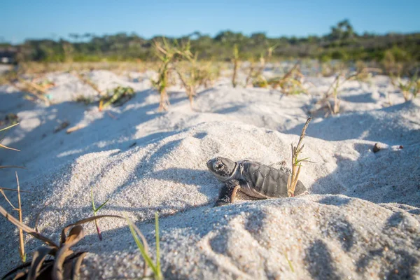 Green sea turtle hatchling on the beach. — Stock Photo, Image