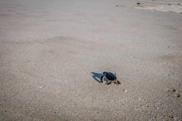 Tortuga marina verde eclosionando en la playa . — Foto de Stock
