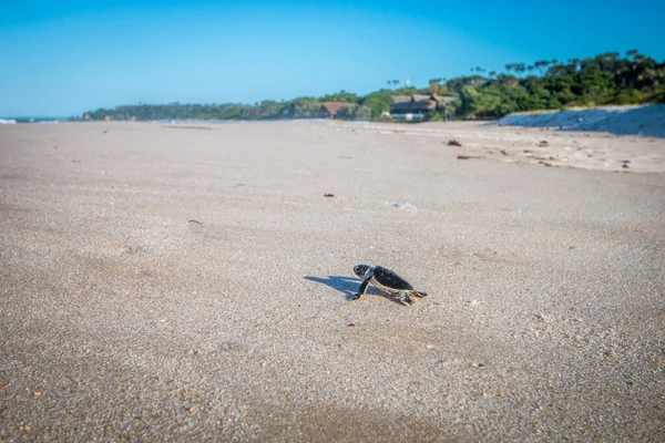 Green sea turtle hatchling on the beach.