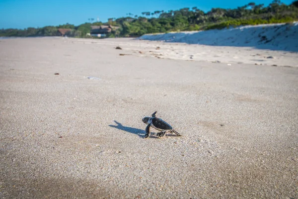 Tortuga marina verde eclosionando en la playa . — Foto de Stock