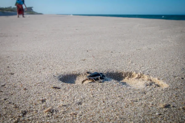 Green sea turtle hatchling on the beach.