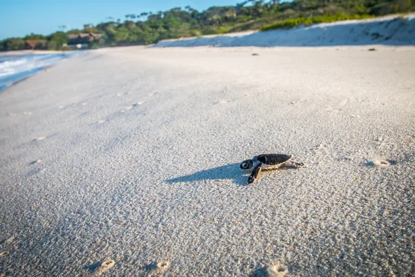 Green sea turtle hatchling on the beach.