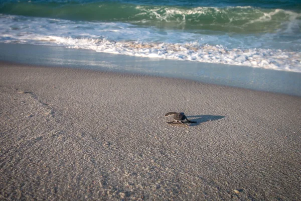 Green sea turtle hatchling on the beach. — Stock Photo, Image