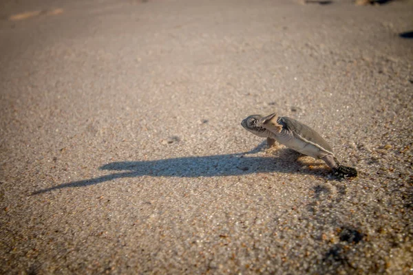 Tortuga marina verde eclosionando en la playa . — Foto de Stock