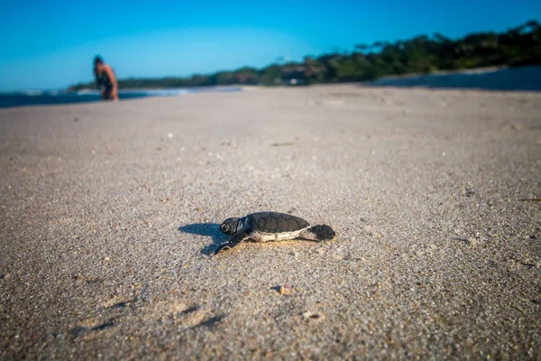 Groene zeeschildpad broedsel op het strand. — Stockfoto