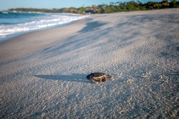 Green sea turtle hatchling on the beach. — Stock Photo, Image