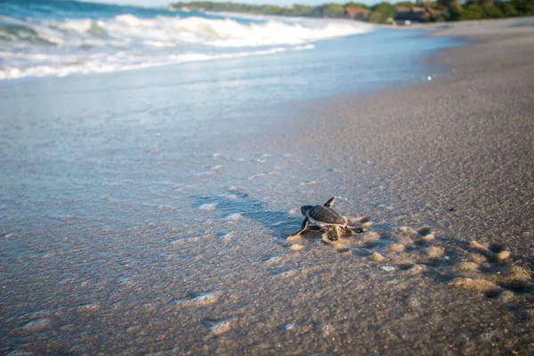 Tortuga marina verde eclosionando en la playa . — Foto de Stock