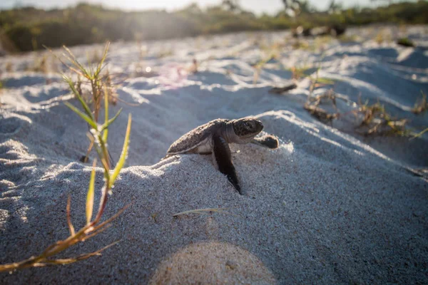 Green sea turtle hatchling on the beach. — Stock Photo, Image