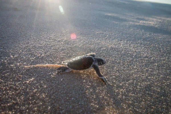 Green sea turtle hatchling on the beach. — Stock Photo, Image
