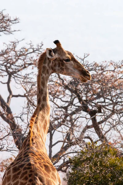 Side profile of a Giraffe in the bush. — Stock Photo, Image