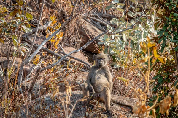 Chacma baviaan zittend op een rots. — Stockfoto