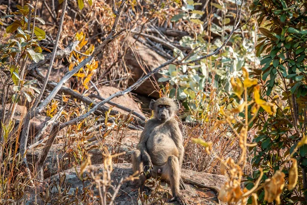 Chacma babuíno sentado em uma rocha . — Fotografia de Stock