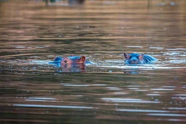 물위에서 있는 하마 떼 — 스톡 사진