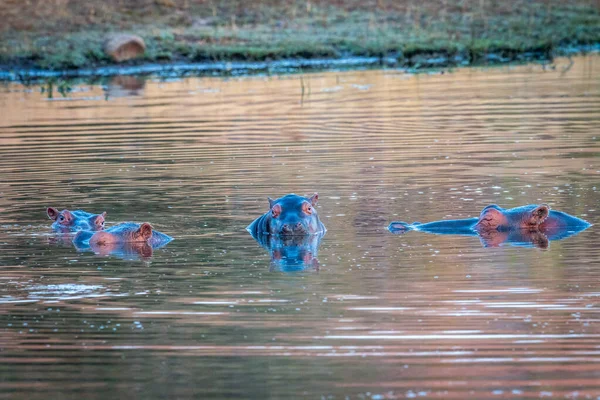 Grupp flodhästar som står i vattnet — Stockfoto