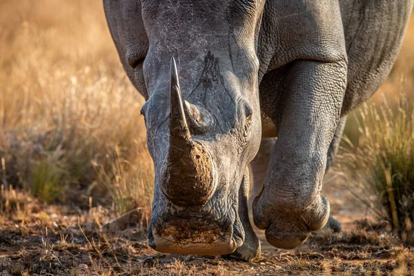 Gros plan d'une tête de rhinocéros blanc . — Photo