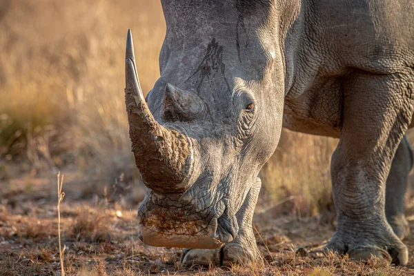 Close up of a White rhino head. — Stock Photo, Image