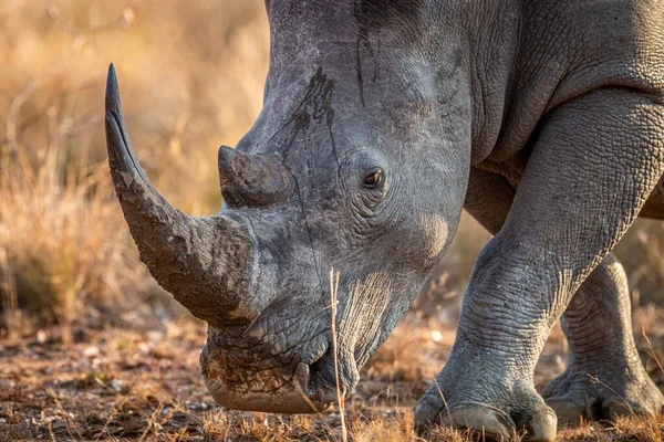 Primo piano di una testa di rinoceronte bianco . — Foto Stock
