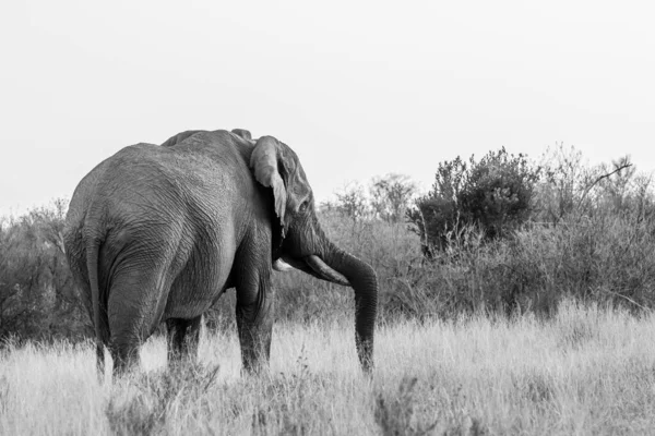 Gros taureau éléphant face à la caméra . Photos De Stock Libres De Droits