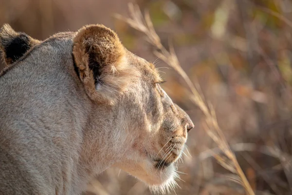 Rugido dos Grandes Felinos - parte 1 (roars of big cats) - YouTube