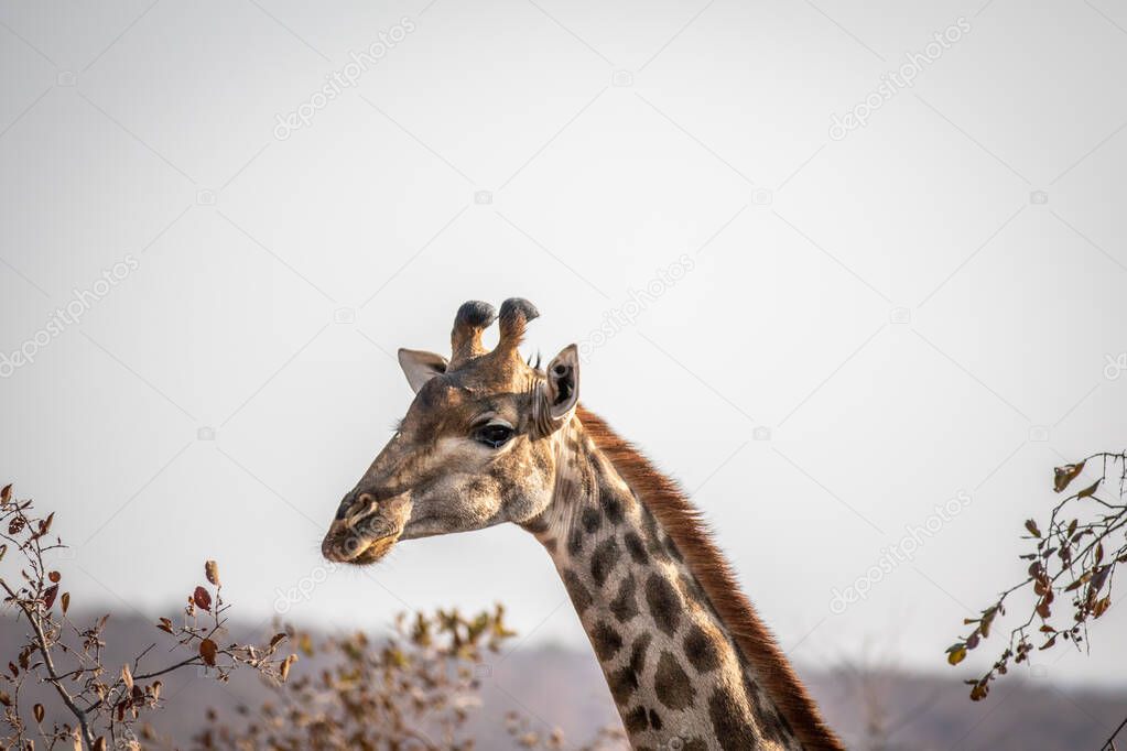 Side profile of a Giraffe in Africa.