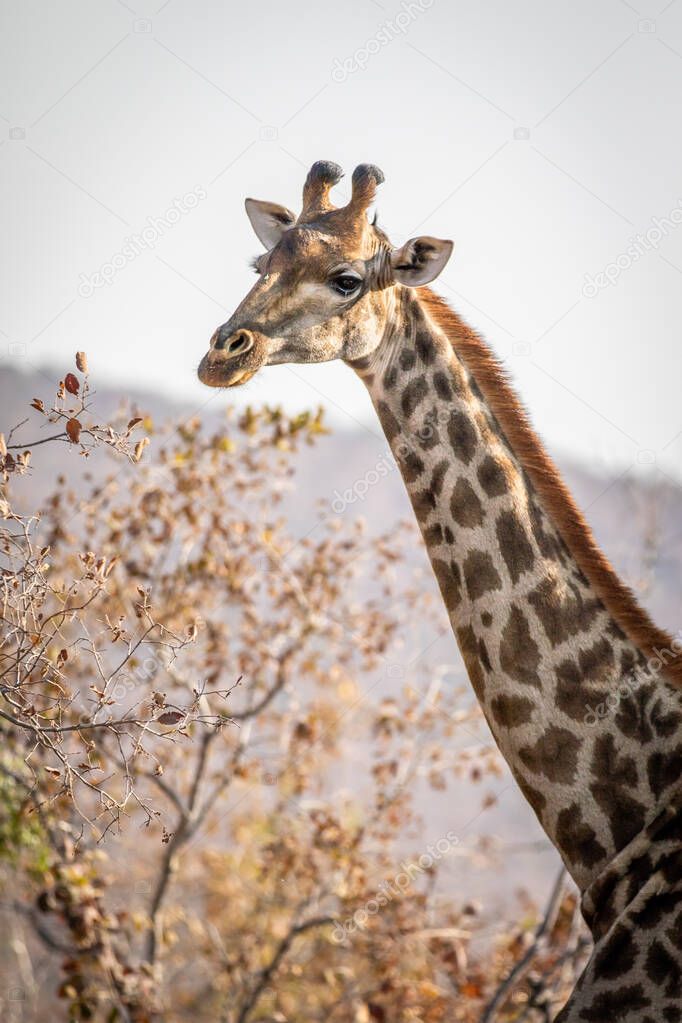 Side profile of a Giraffe in Africa.