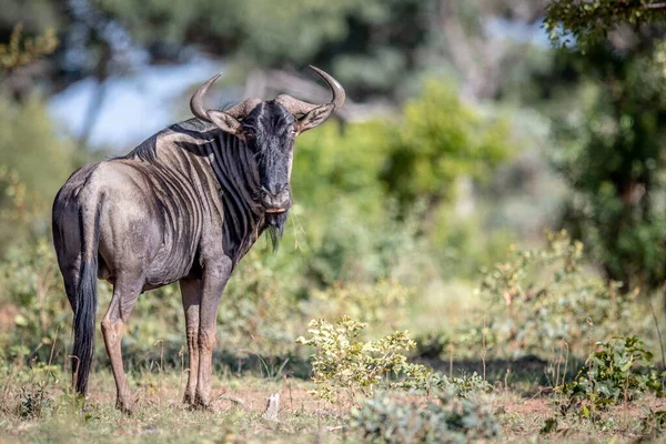 Blue Wildebeest Při Pohledu Kamery Welgevonden Game Reserve Jihoafrická Republika — Stock fotografie