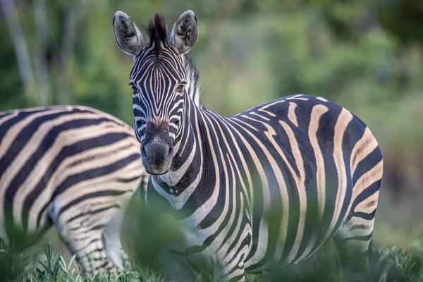 Zebra Знімається Камері Welgevonden Game Reserve Південна Африка — стокове фото