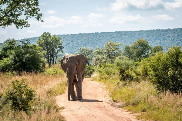 Μεγάλος Αφρικανικός Ελέφαντας Πόδια Προς Την Κάμερα Στο Welgevonden Game — Φωτογραφία Αρχείου
