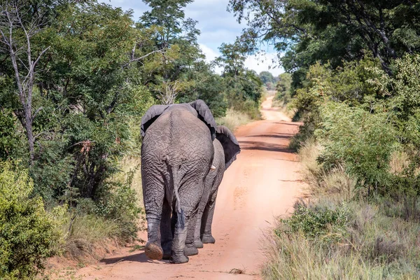 Elefante Africano Caminando Por Una Carretera Reserva Caza Welgevonden Sudáfrica — Foto de Stock