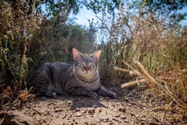 非洲的草丛中躺着一只蓝眼睛的猫 — 图库照片