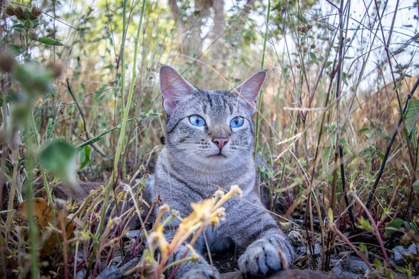 Gato Olhos Azuis Que Coloca Entre Grama África — Fotografia de Stock