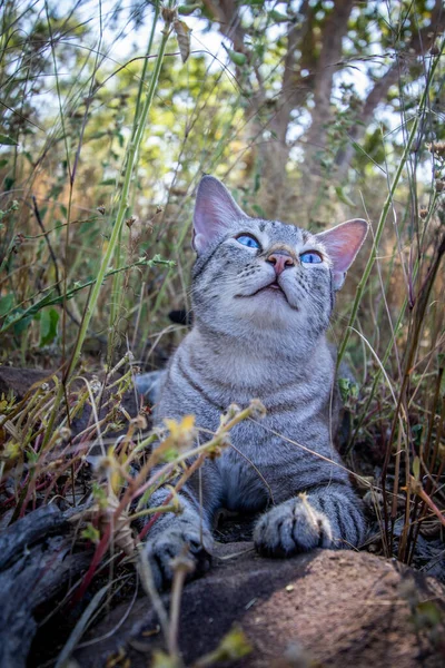 Afrika Çimlerin Arasında Yatan Mavi Gözlü Kedi — Stok fotoğraf