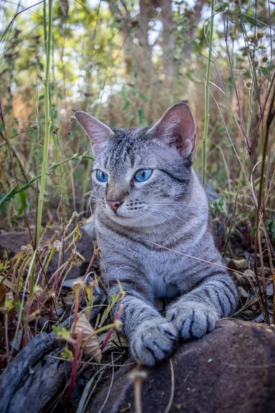 Modrooká Kočka Ležící Mezi Trávou Africe — Stock fotografie