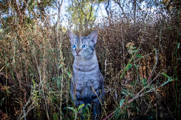 アフリカの草の上に座っている青い目の猫 — ストック写真