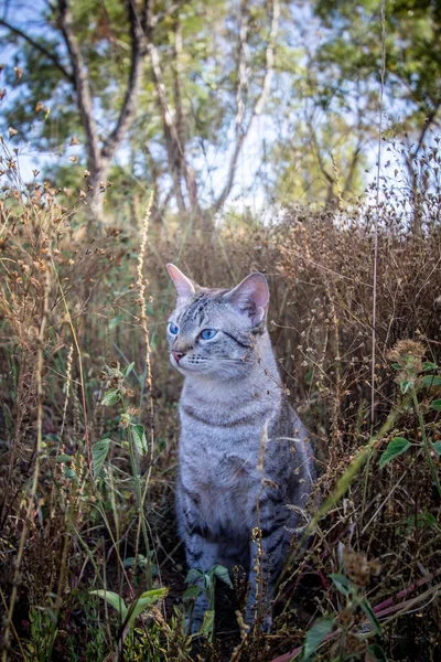 Afrika Çimenlerde Oturan Mavi Gözlü Kedi — Stok fotoğraf