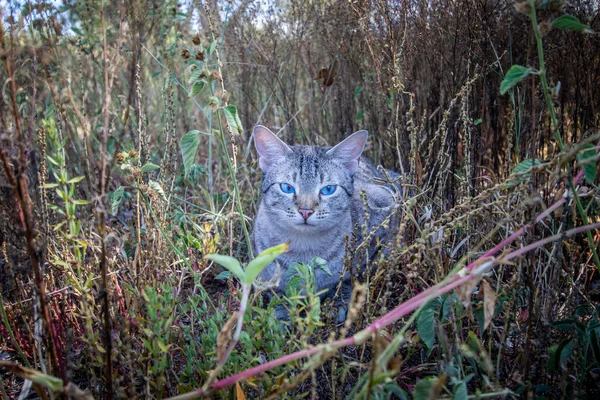 Blauäugige Katze Liegt Afrika Gras — Stockfoto