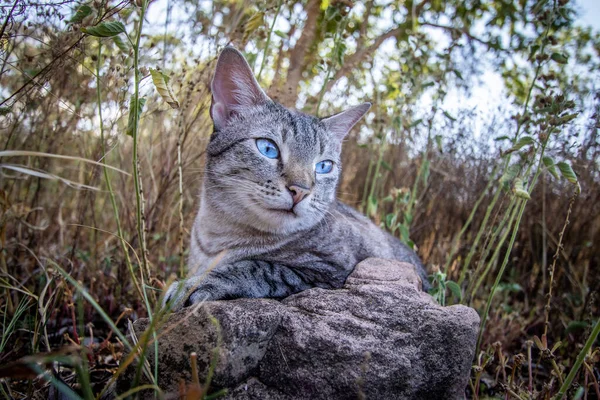 Blauäugige Katze Liegt Afrika Gras — Stockfoto
