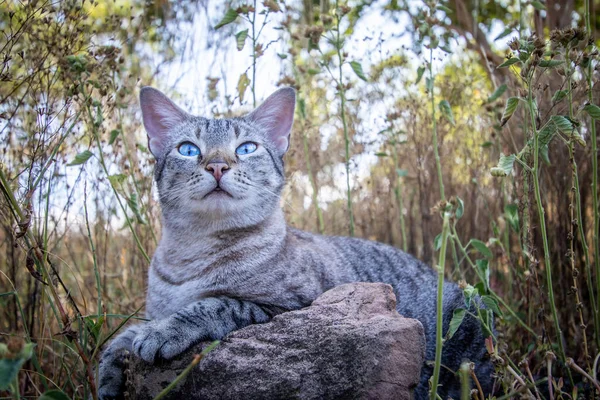 Blauäugige Katze Liegt Afrika Gras — Stockfoto