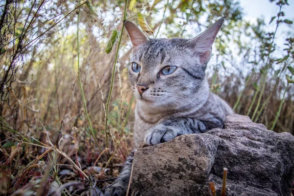 アフリカの草の間に広がる青い目の猫 — ストック写真